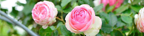 Krukker og potter til blomster og planter