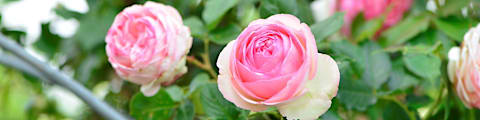 Krukker og potter til blomster og planter