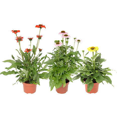 Solhat, Echinacea, 13 cm potte 1 stk.