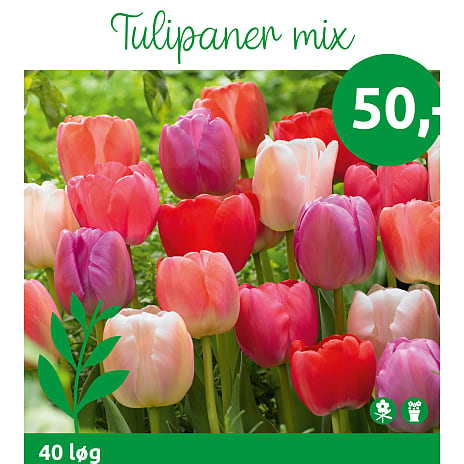 Blomsterhaven Tulipaner Mix
