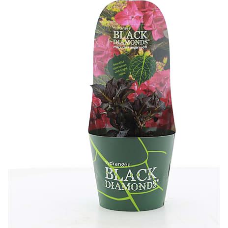 Hortensia Black Diamond i Potcover 17 cm Potte
