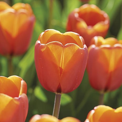 Blomsterhaven Tulipaner Triple A Orange