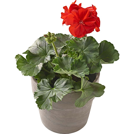 Andre Mærker Pelargonium zonale x 12 1 stk.