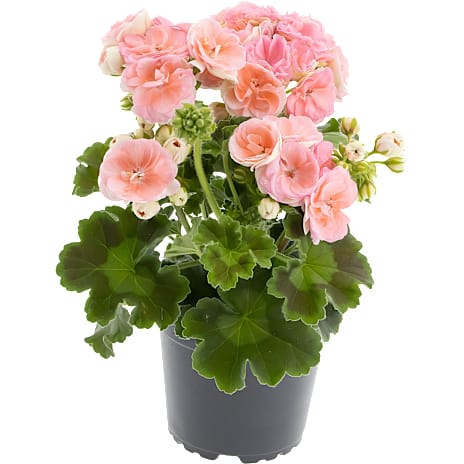 Andre Mærker Pelargonium zonale H 1 stk.