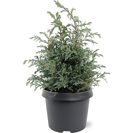 Noviflora Dværgcypres Chamaecyparis Pisifera - 19 cm potte 1 stk.