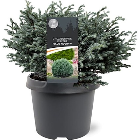 Noviflora Trådcypres Chamaecyparis pisifera 19 cm Potte