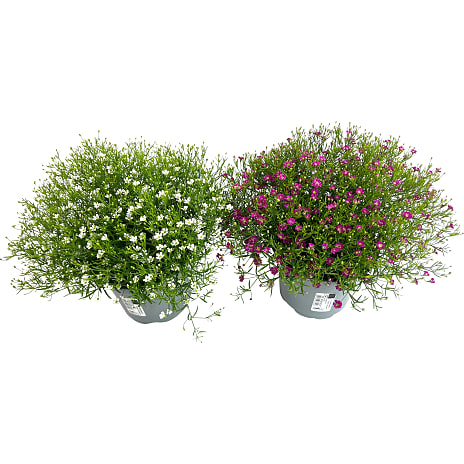 Brudeslør Gypsophila 13 cm Potte
