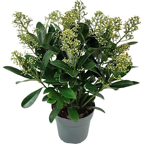Skimmia Japonica Finchy 17 cm Potte