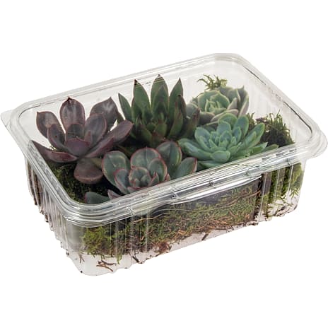 Echeveria 5-pak Uden Rod På Mos