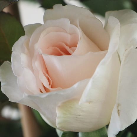 Creamy Parfuma Barrodet Haverose