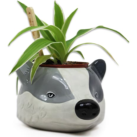 Half Moon Bay Harry Potter Plantepotte Hufflepuff