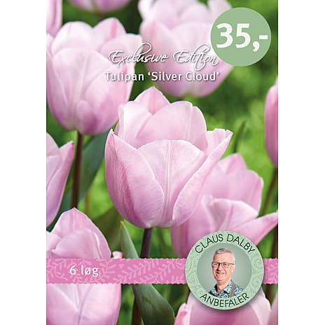 Claus Dalby Tulipaner Silver Cloud