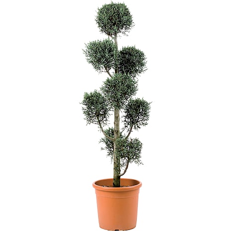Cypres Cupressus arizonica Fastigiata Pompom