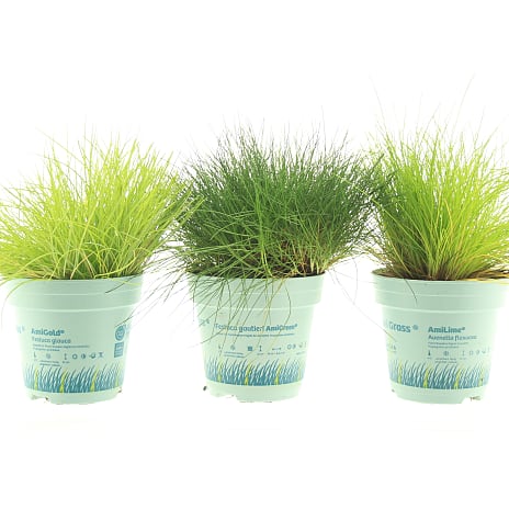 Prydgræs Festuca 10,5 cm Potte