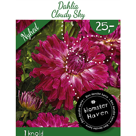 Blomsterhaven Dahlia Cloudy Sky