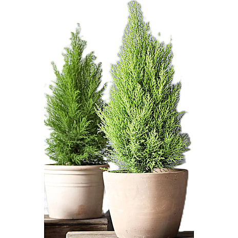 Citroncypres Cupressus 'Goldcrest Wilma' 13 cm Potte
