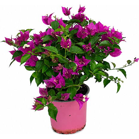 Trillingranke, Bougainvillea, 14 cm potte 1 stk.