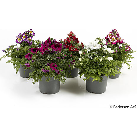 Fattigmands Orkide Schizanthus