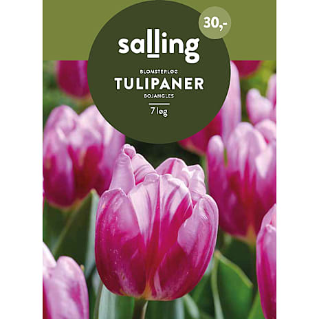 Salling Tulipaner Bojangles
