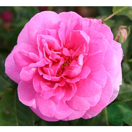 Andre Mærker Engelsk rose, 23 cm potte 1 stk.