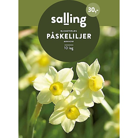 Salling Påskeliljer Minnow