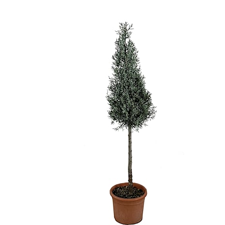 Cypres Cupressus arizonica 'Fastigiata' Cone