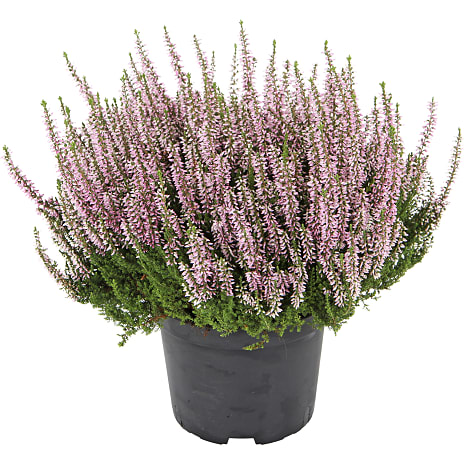 Hedelyng Calluna Vulgaris Garden Girls 17 cm Potte