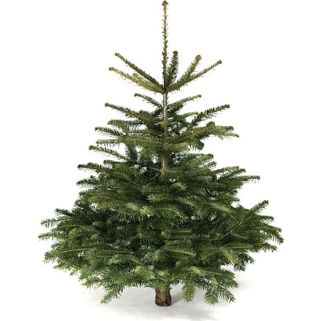 Nordmann Juletræ