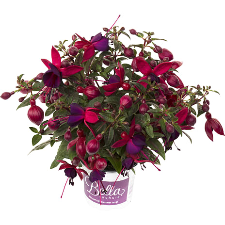 Bella Fuchsia