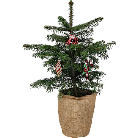 Nordmannstræ med Julekugler