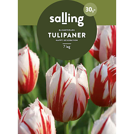 Salling Tulipaner Happy Generation