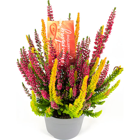 Lyng Calluna Beauty Ladies Symphony