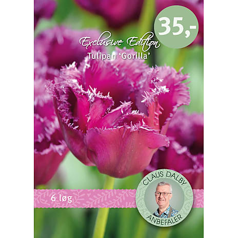 Claus Dalby Tulipaner Gorilla