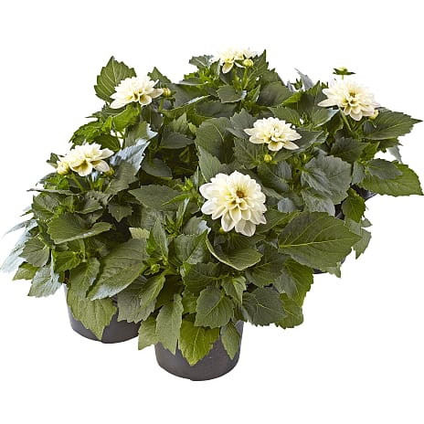 Dahlia 6-pak