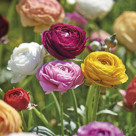 Blomsterhaven Ranunkler Mix