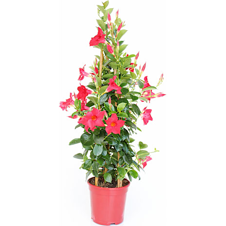 Bægerranke, Dipladenia Mandevilla, 17 cm potte 1 stk.