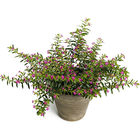 Blomst