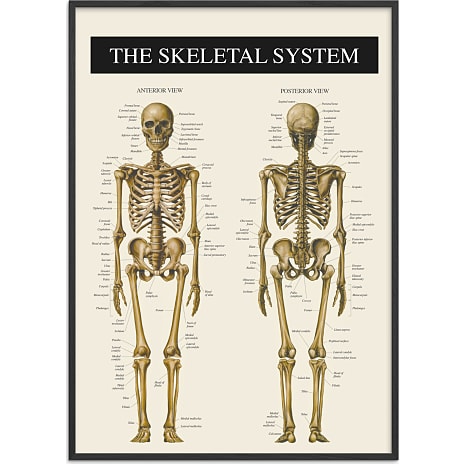 Citatplakat Skelettet 2 - 70x100 cm 1 stk.