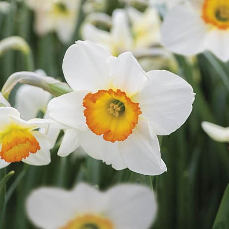 Claus Dalby Narcis Flower Record