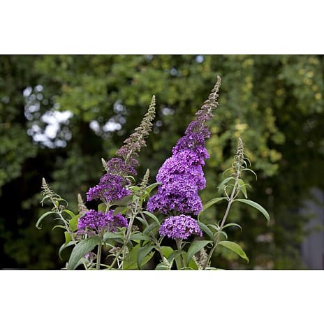 Andre Mærker Blomstrende buske, 17 cm potte 1 stk.