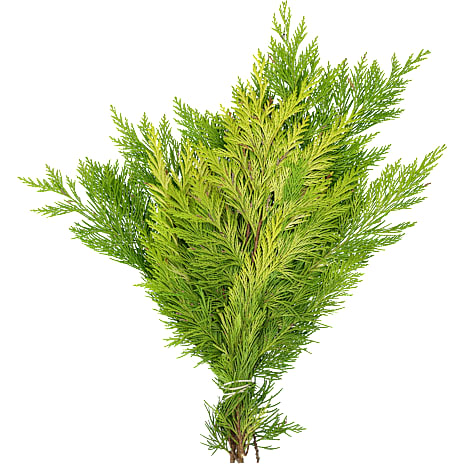 Gul Cypress Buket