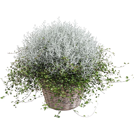 Sammenplantning af Vindheks og Pletter i Luften 19 cm Potte