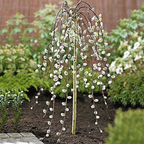 Hængepil Salix caprea Kilmarnock 19 cm Potte