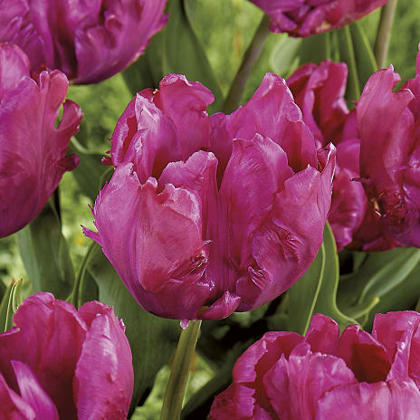 Blomsterhaven Tulipaner Prince Purple