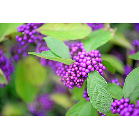 Glasbær Callicarpa bodinieri 'Profusion' 19 cm Potte