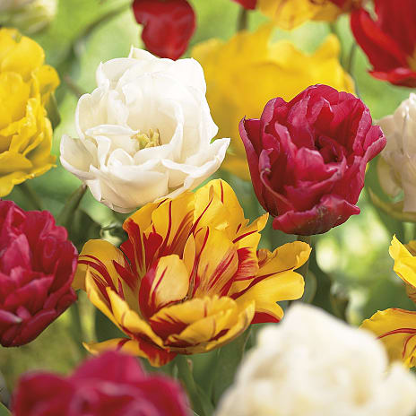 Blomsterhaven Tulipaner Double Early Mix