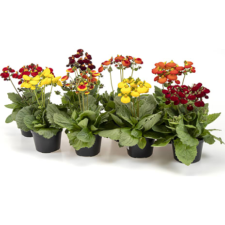 Havetøffelblomst Calceolaria 12 cm Potte