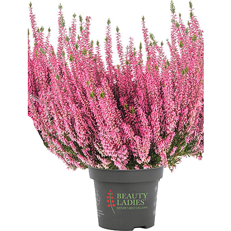 Lyng Assorteret Farver