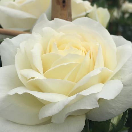 So Much Love Barrodet Storblomstret Slyngrose 3 Stk.