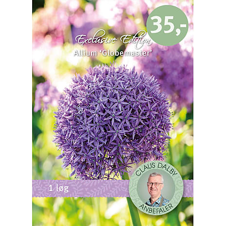Claus Dalby Allium Globemaster